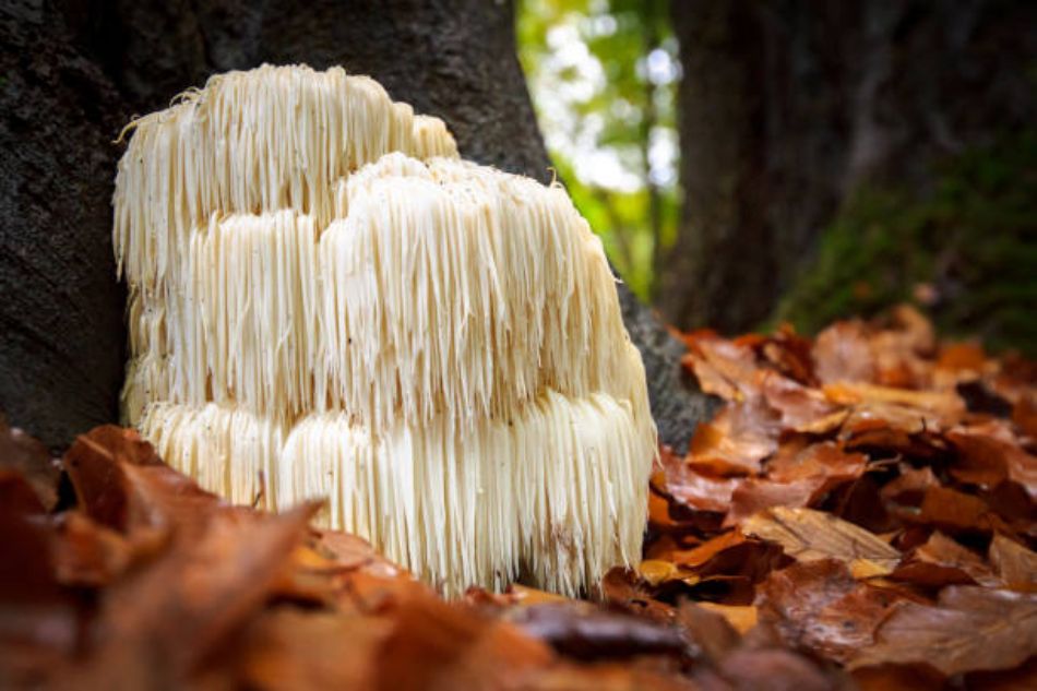 Hericium erinaceus: Der Löwenmähnenpilz